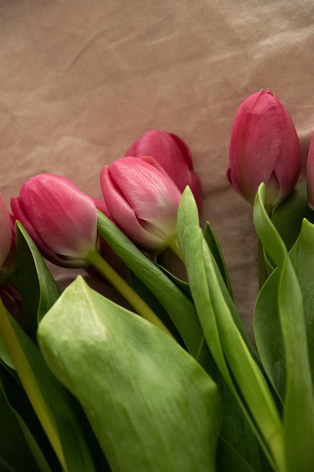pink tulip close-up texture aesthetic phone wallpaper