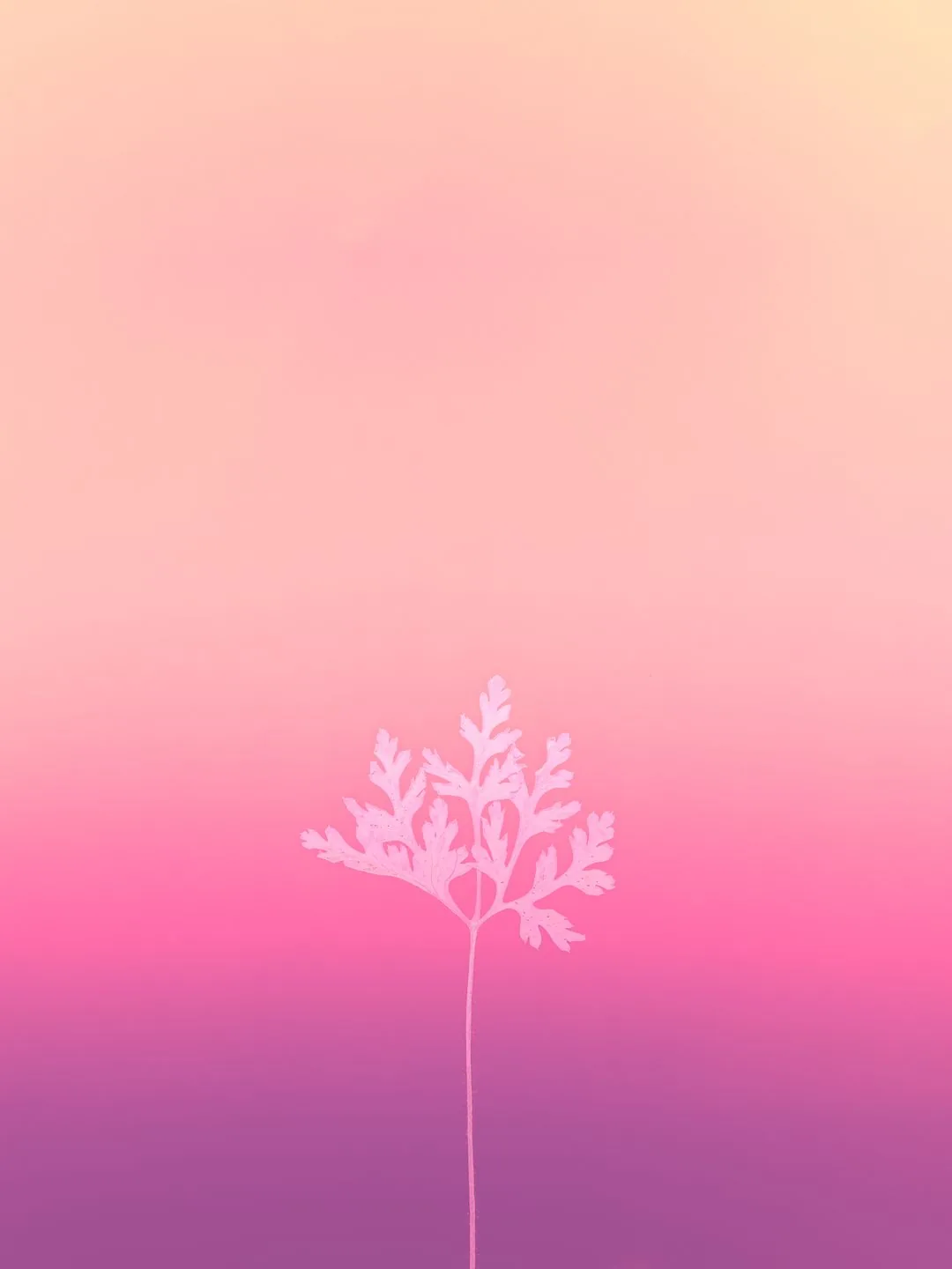 plant silhouette on pink gradient aesthetic phone wallpaper