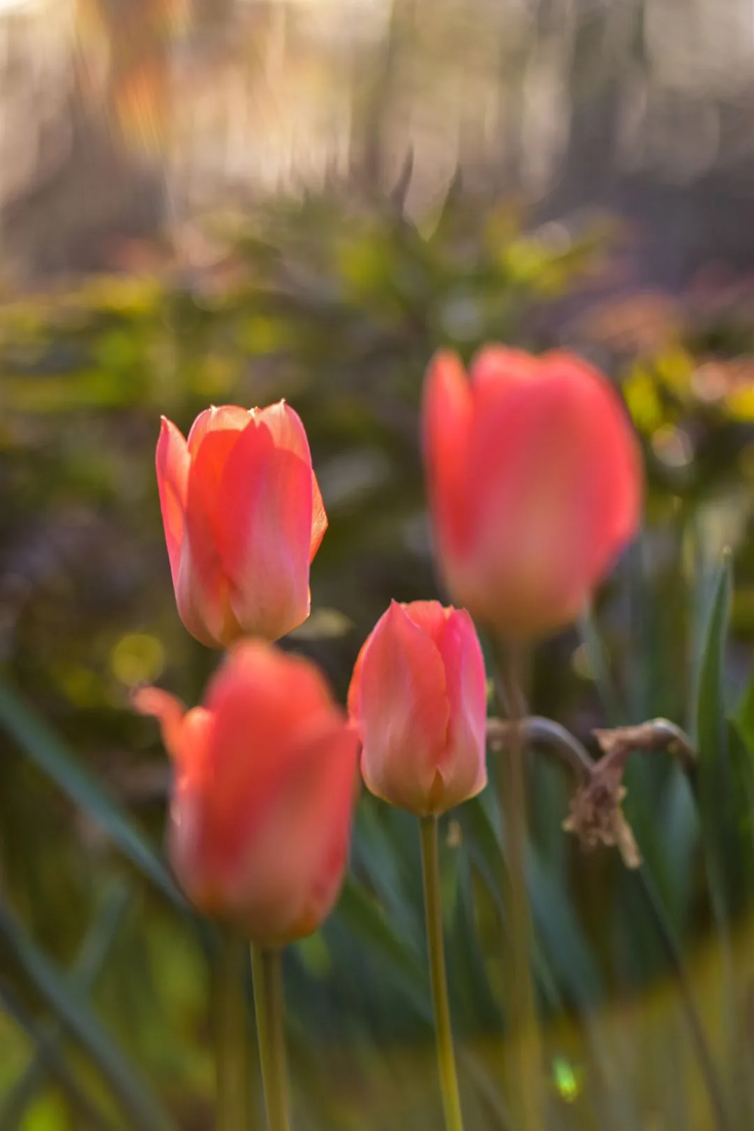 pink tulips in spring sunlight aesthetic phone background