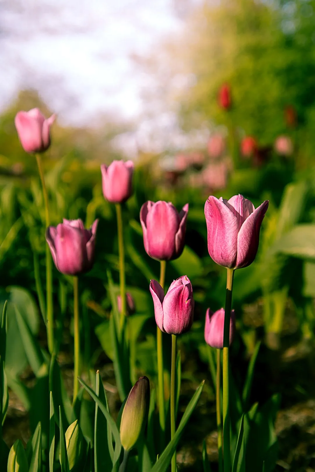 violet tulip from below HD phone wallpaper