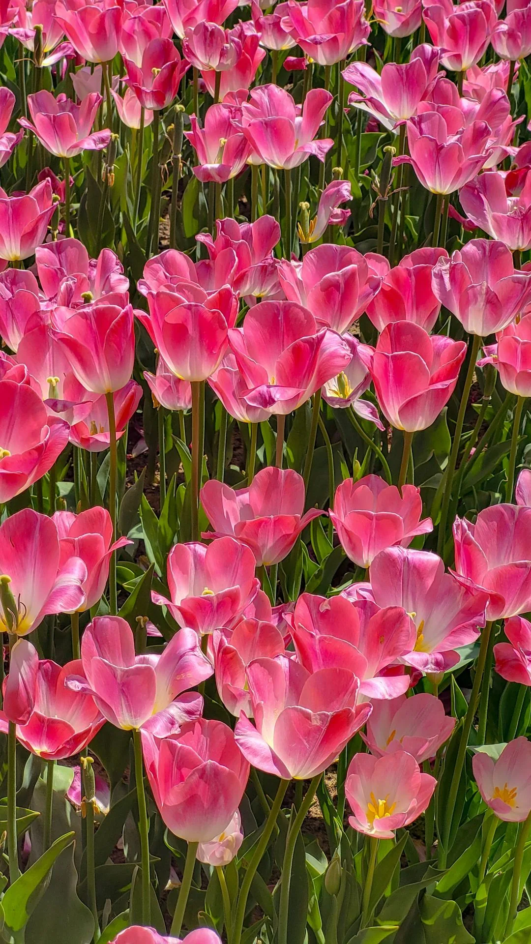pink tulip field in bloom phone wallpaper aesthetic