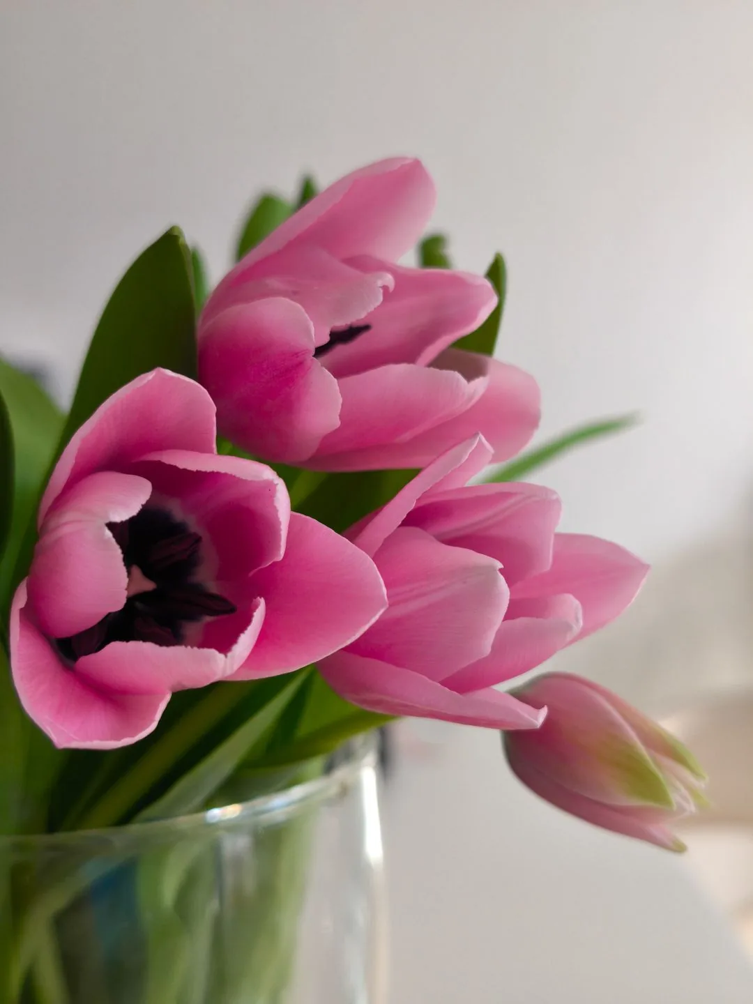 pink tulips in full bloom aesthetic phone wallpaper