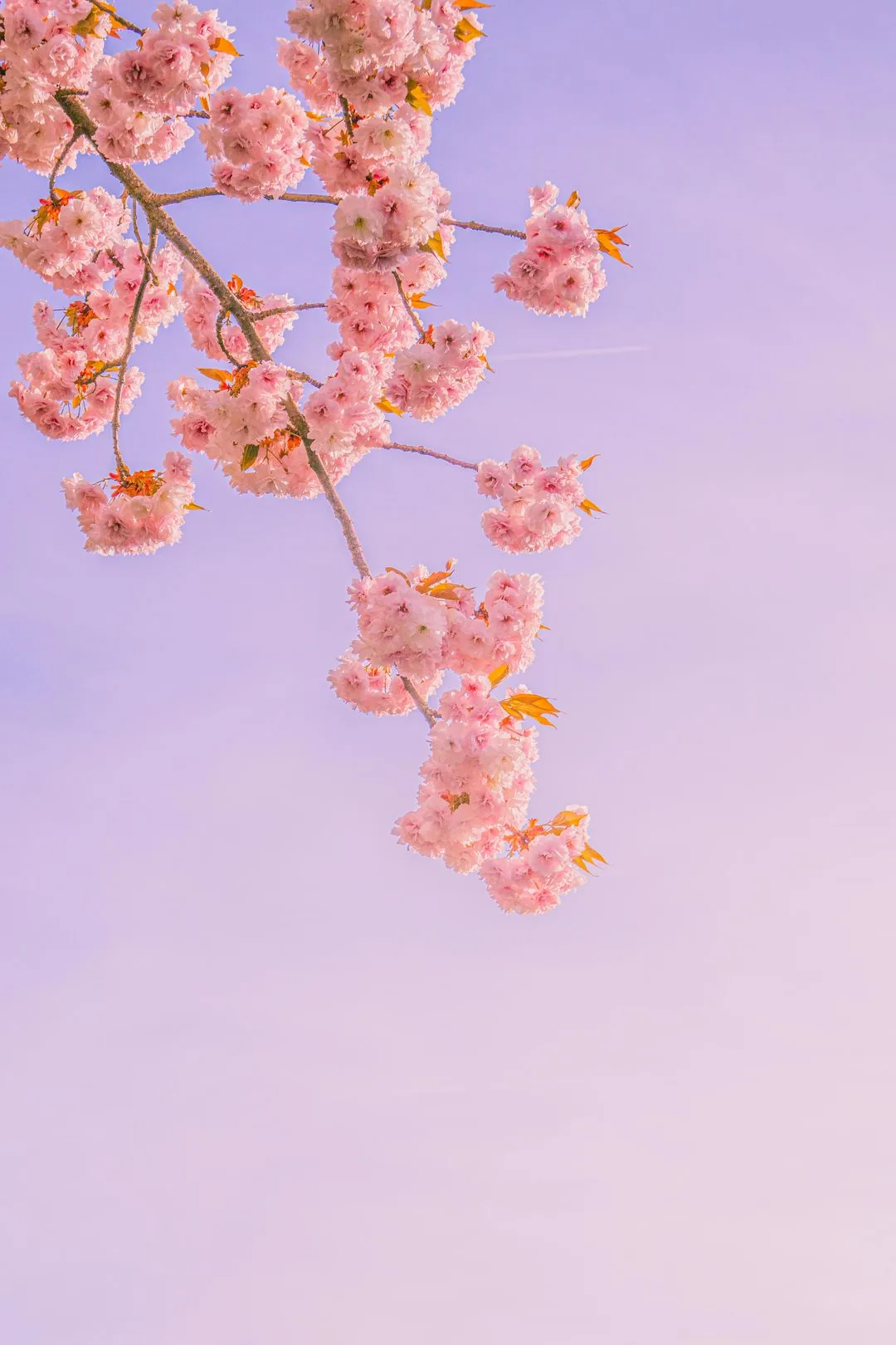 cherry blossoms against pastel sky aesthetic phone background