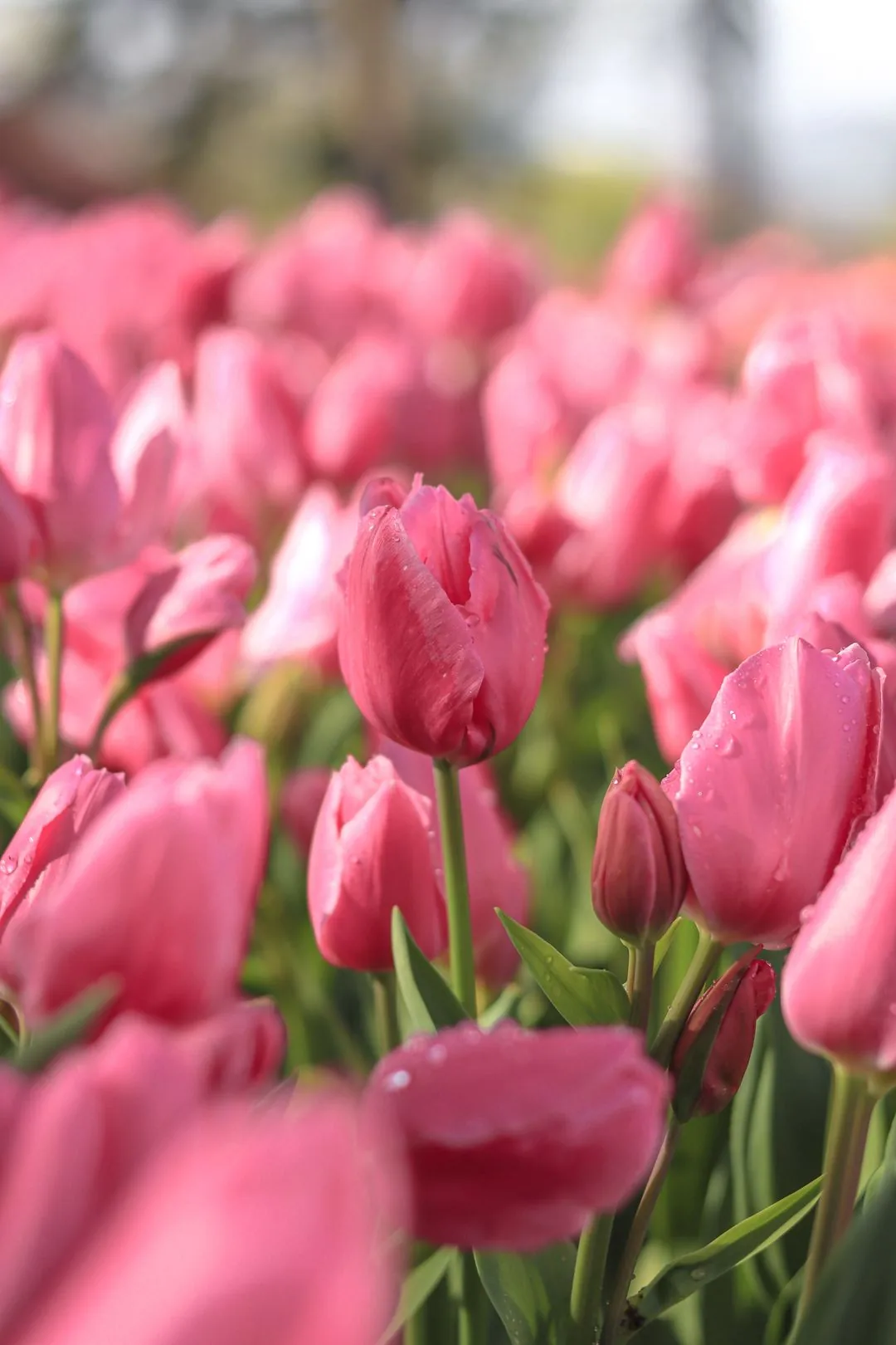 dewdrops on pink petals aesthetic phone background