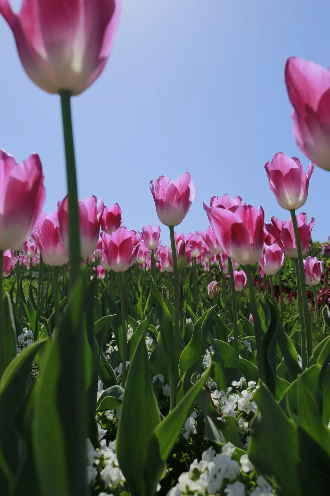 tulip field under blue sky HD phone wallpaper
