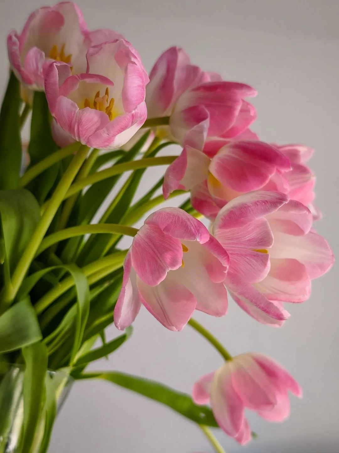 bouquet of pink tulips phone wallpaper aesthetic